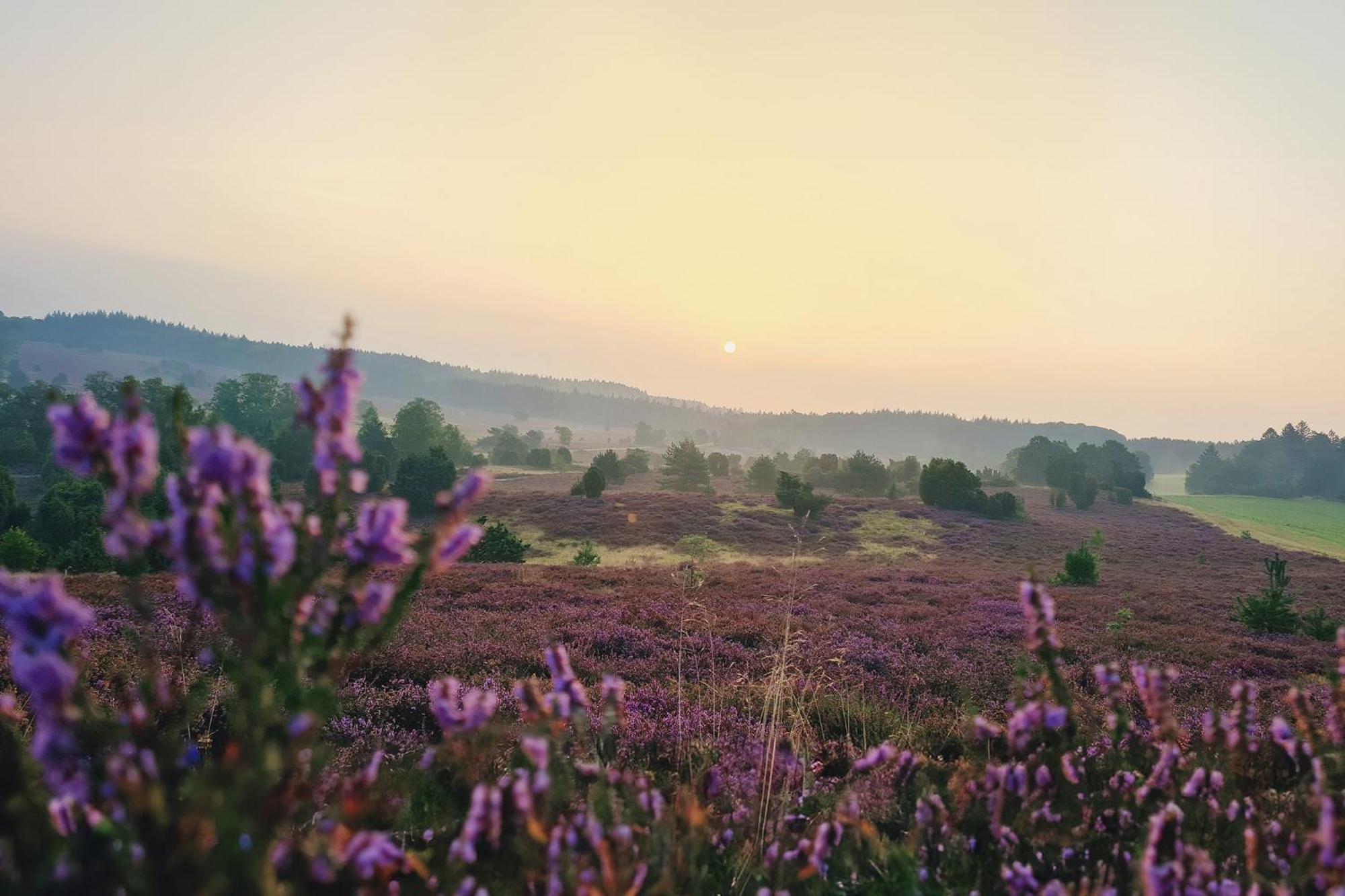 Апартаменти Heide Ferien - Hof Bockelmann Біспінген Екстер'єр фото